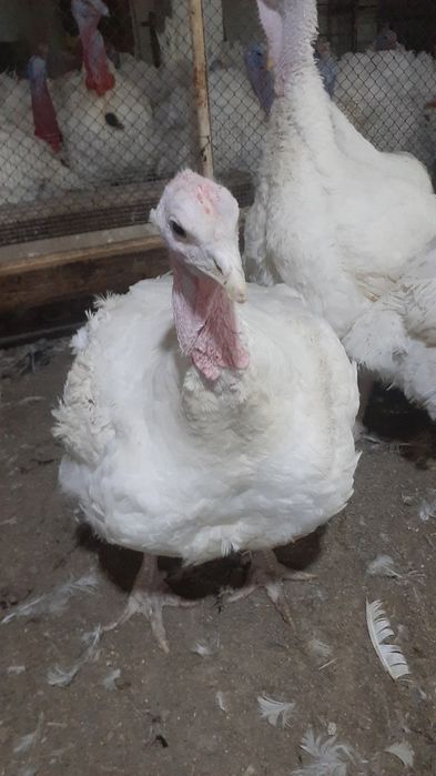 Биг 6 куркалари сотилади