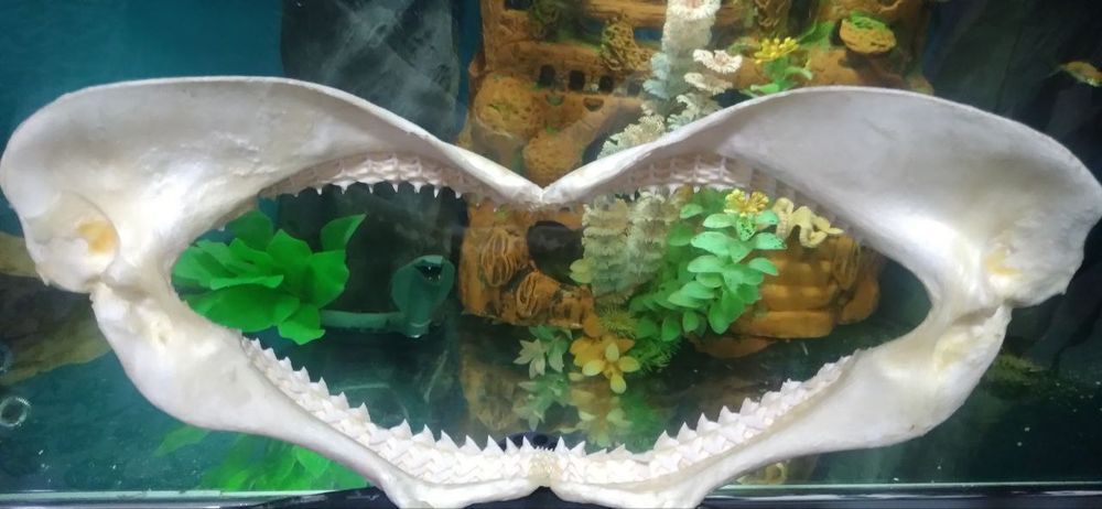 Сувенеры Челюсть акулы