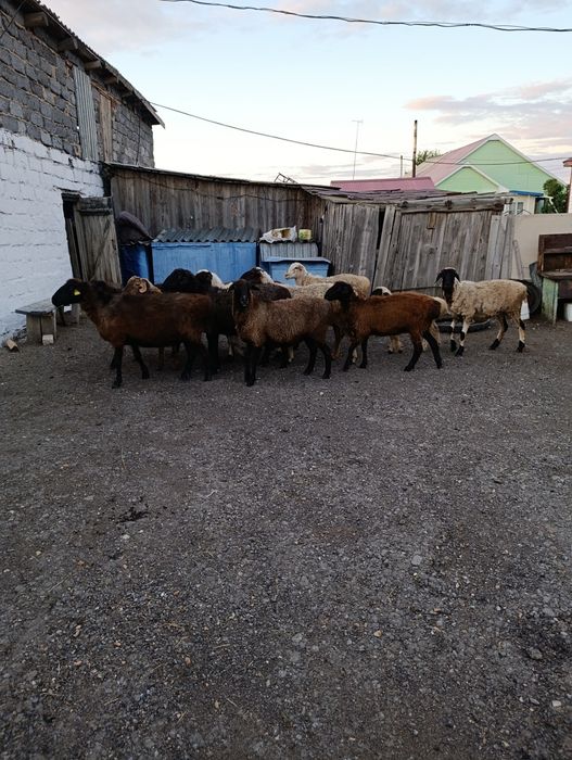 Продам баран оптом