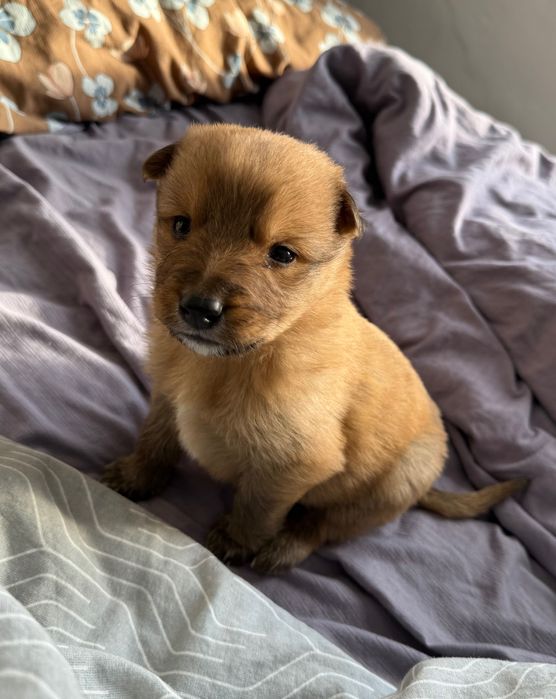 Милая девочка ищет дом