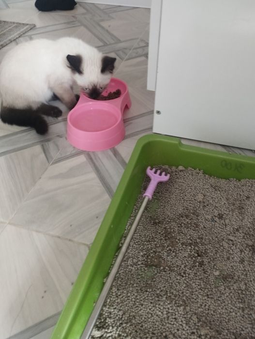 Котята сиамскии породы