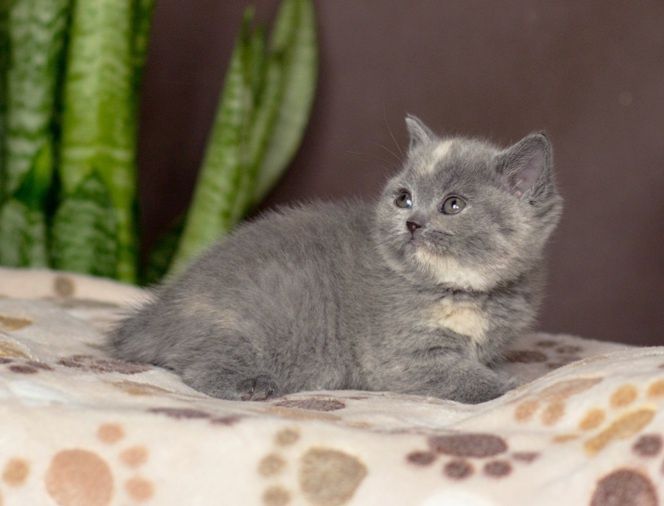 Шотландский прямоухий котёнок