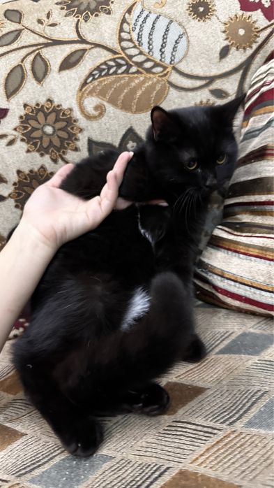 В добрые руки кошечку 5 мес