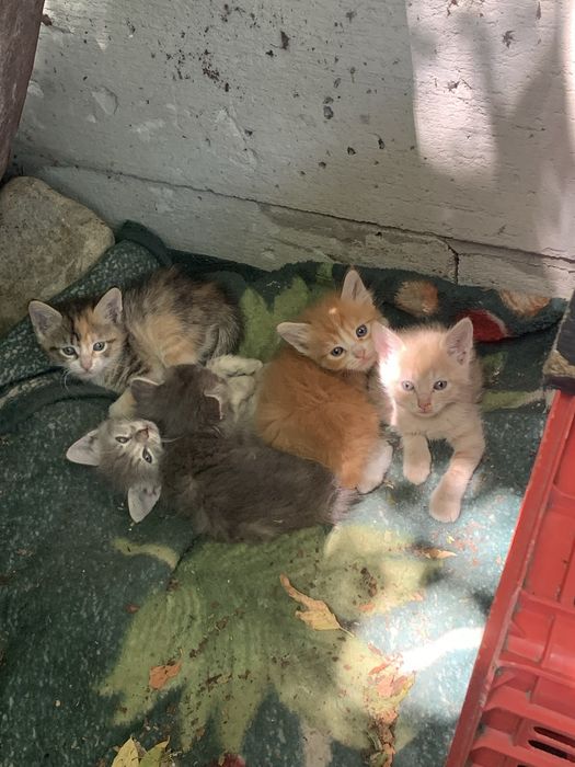 котята бесплатно отдам в хорошие руки