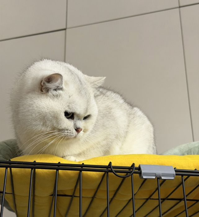 Золотая шиншилль! Мальчик