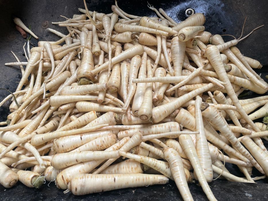 Ceapa , Sfecla rosie , Pastarnac