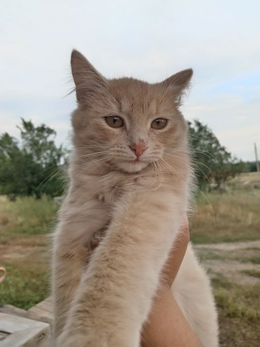 Актобе котёнок в добрые руки