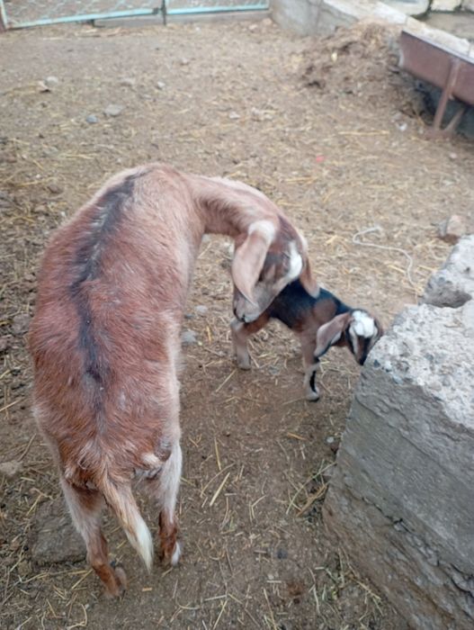 Продается альпийская коза