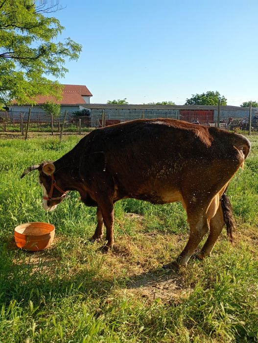 Vaca de vânzare .