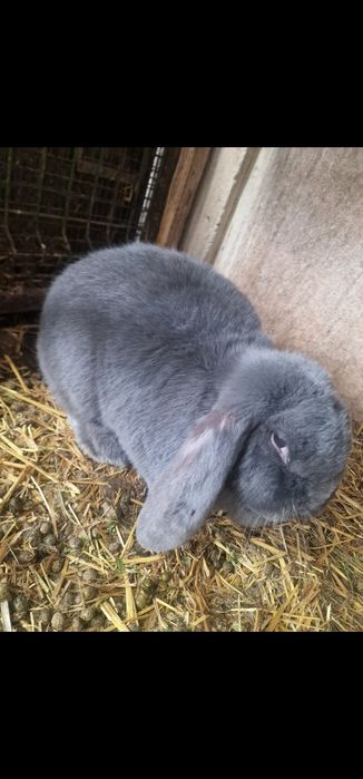 Iepuri din rasa berbec, de vanzare!