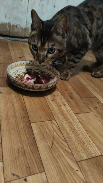 Кошка Бенгальский