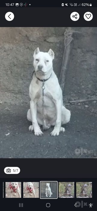 Argentina dogosi