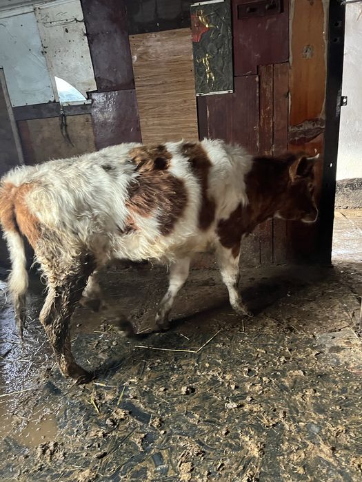 Продаются бычки годовалые