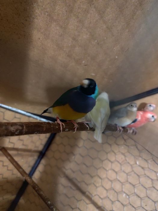 De vânzare Gould Amandine