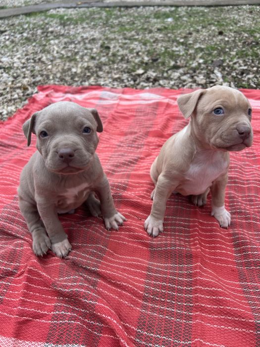 Американски питбули