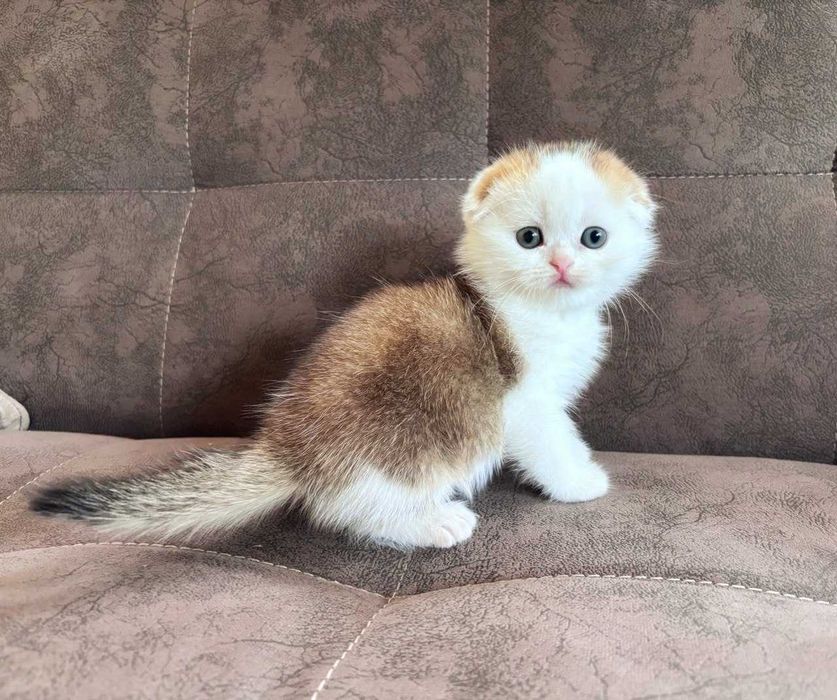 Продается котенок скотиш фолд- мальчик