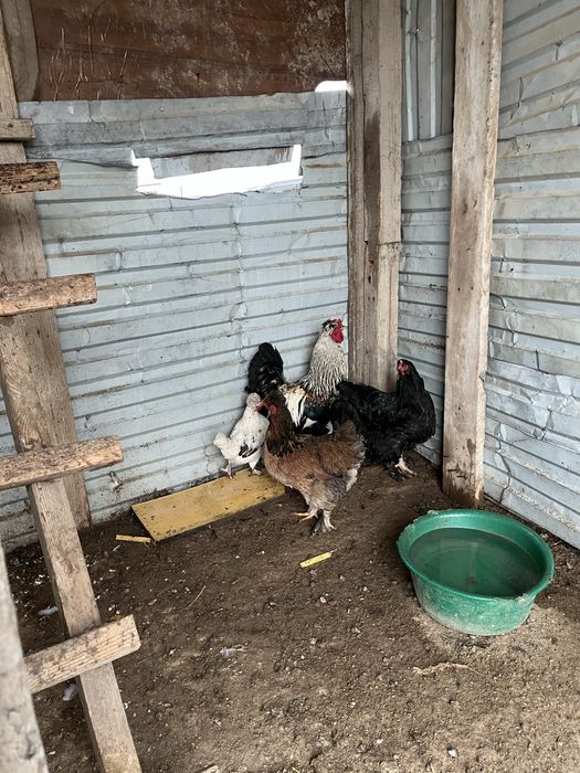 Тауыктар сатылады