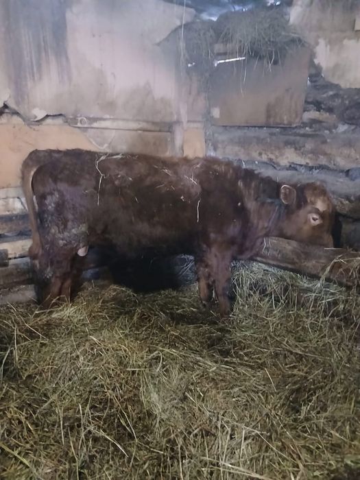 Продам бычка ангус