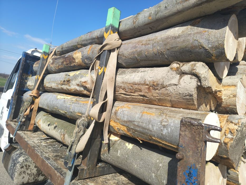 Lemne de foc fag, carpen!