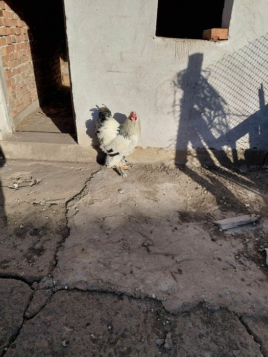 Петел немска брама