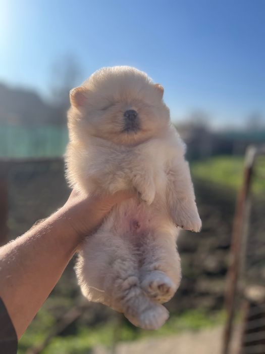 Мини померанчета