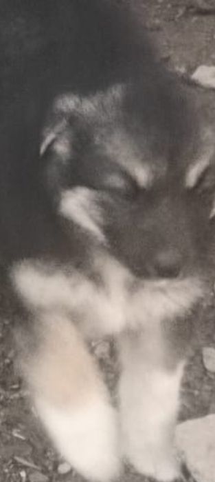 Отдам щенков в кыргауылды