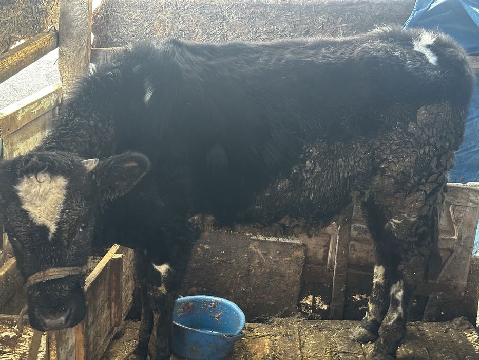 Қашар (тана) 1.5 жасар