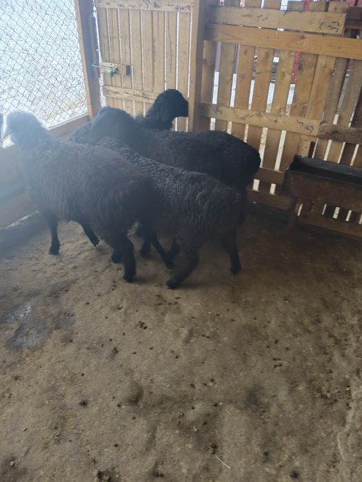 Овцы бараны домашние