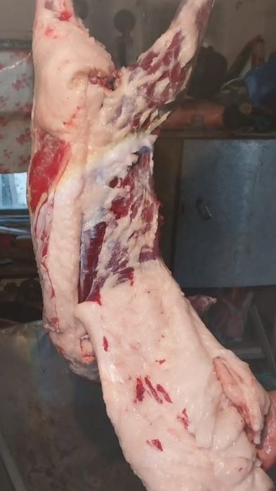 Фокстерьер на вязку.сучка.