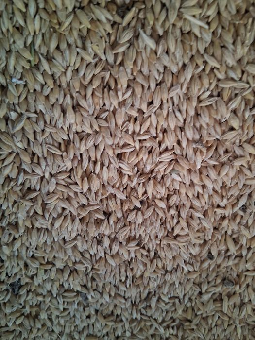 Orzosica, porumb ,ciocani