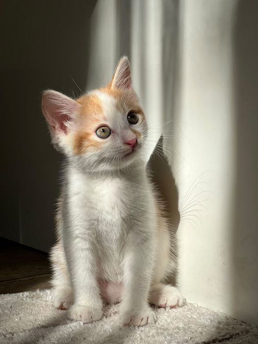Отдам БЕСПЛАТНО кошечку