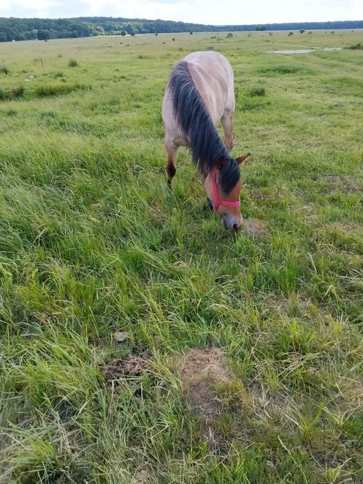 De vânzare mânză tânără blândă
