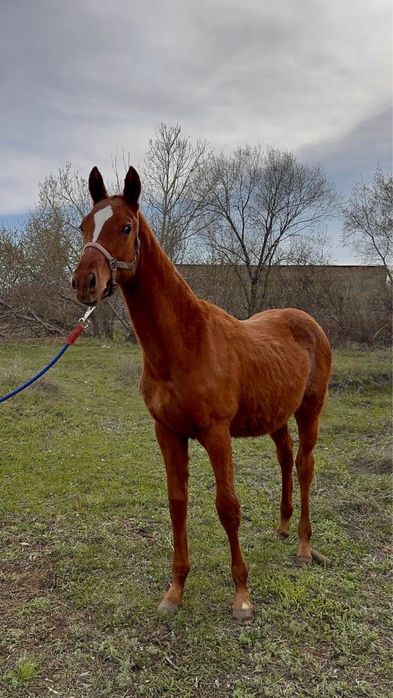 Лошадь Английской породы