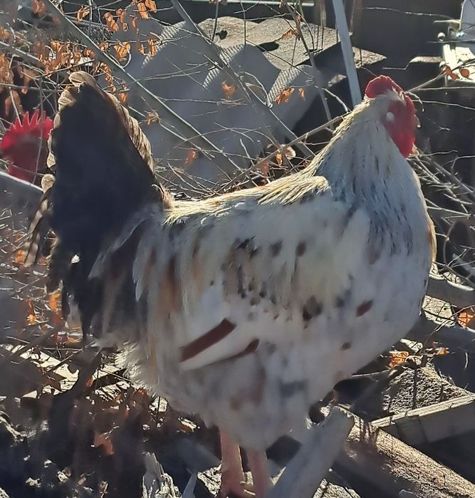 Продам петухов домашних
