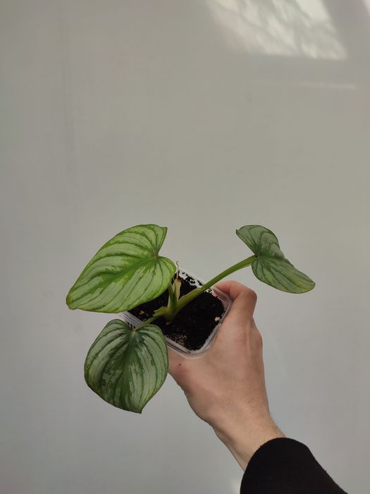 Филодендрон мамэй