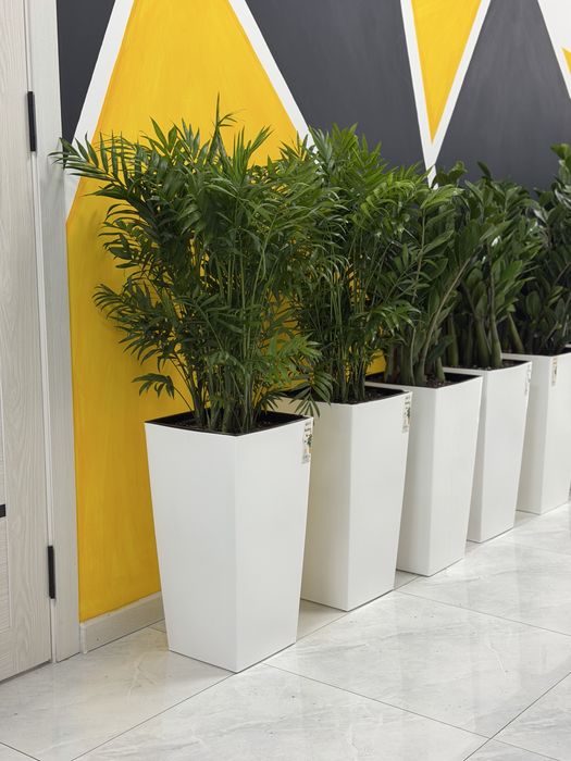 Комнатные цветы с доставкой, Декоративные растения в горшках