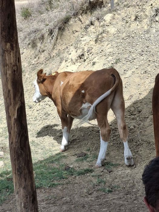 Vitea angus si una baltata
