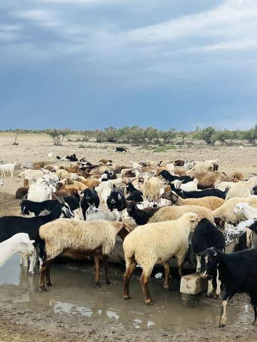 Ешкі сатылады