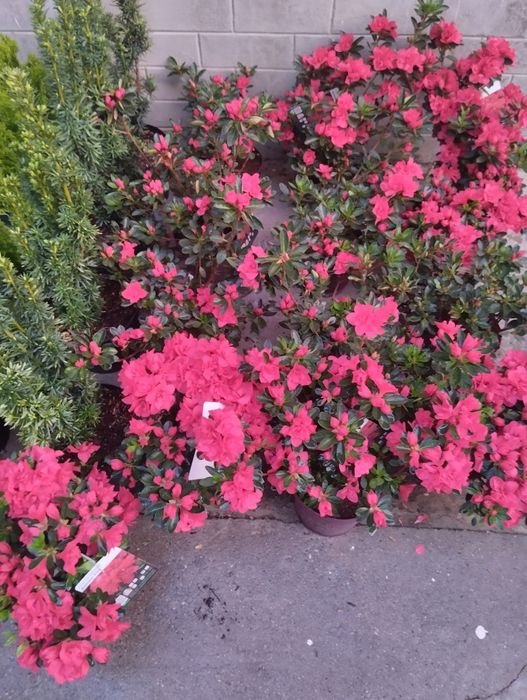 Азалия, Магнолия, Глициния Голубика