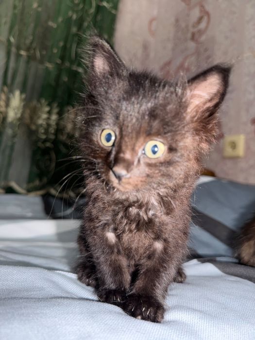 Красивые котята в добрые руки