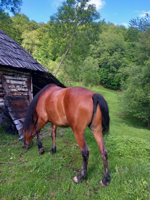 Vand iapa tanara