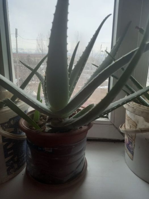 Лечебное Алоэ вера - 3,5,7 летние