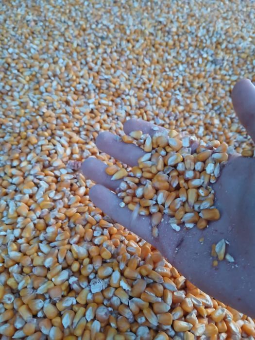 Vand porumb, recolta 2025