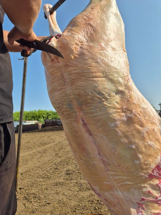 Согым с доставкой на дом