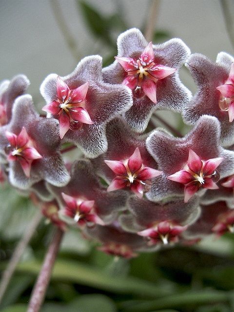 Продам хойи срезом узла