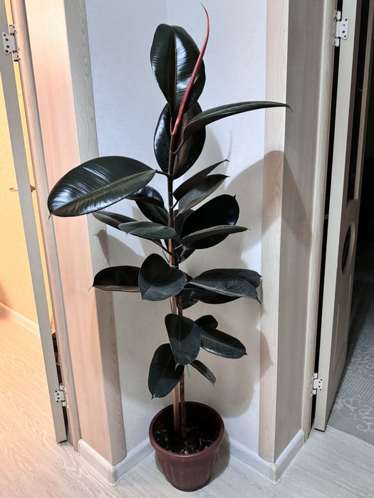 Цвета комнатные