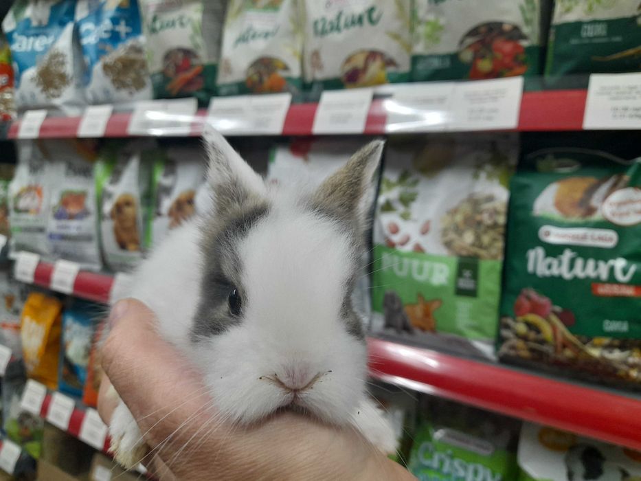 Декоративни мини зайчета