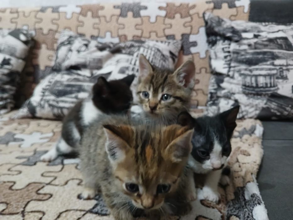 Котята в добрые руки.