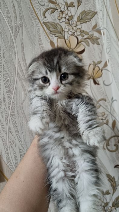 Продаются котята