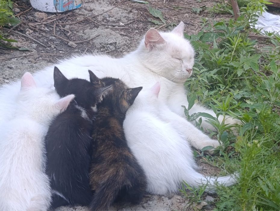 котята белые и трецветные